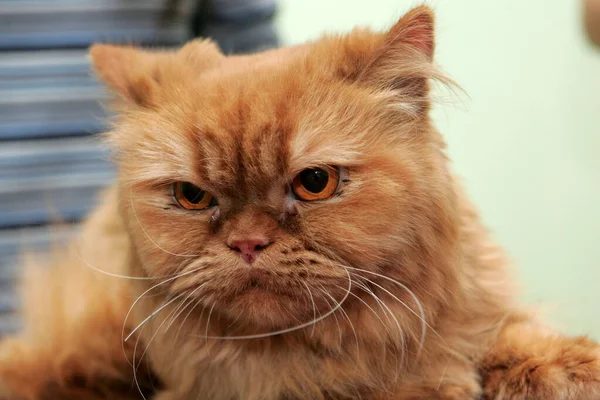 Czerwony Kot Strzyżony Salonie Piękności Dla Zwierząt Pielęgnacja Zwierząt Mycie — Zdjęcie stockowe