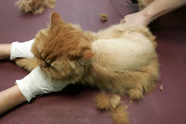 Gato Vermelho Cortado Salão Beleza Para Animais Animais Limpeza Lavar — Fotografia de Stock