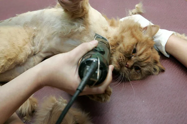 Gatto Rosso Tosato Nel Salone Bellezza Gli Animali Curare Gli — Foto Stock