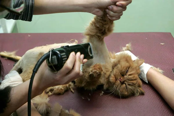 Red cat sheared in the beauty salon for the animals.Grooming animals, washing a bathing cat, combing hair, blow-drying. Grooming master cat care.