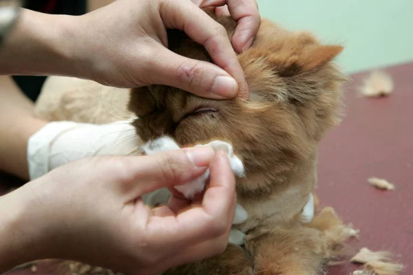 Red cat sheared in the beauty salon for the animals.Grooming animals, washing a bathing cat, combing hair, blow-drying. Grooming master cat care.