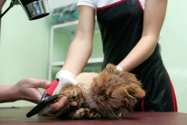 Red cat sheared in the beauty salon for the animals.Grooming animals, washing a bathing cat, combing hair, blow-drying. Grooming master cat care.