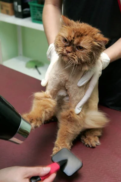 红猫在美容院里为动物们剪毛 给动物们梳妆打扮 给洗澡的猫洗澡 梳理头发 吹干头发 美容师养猫 — 图库照片