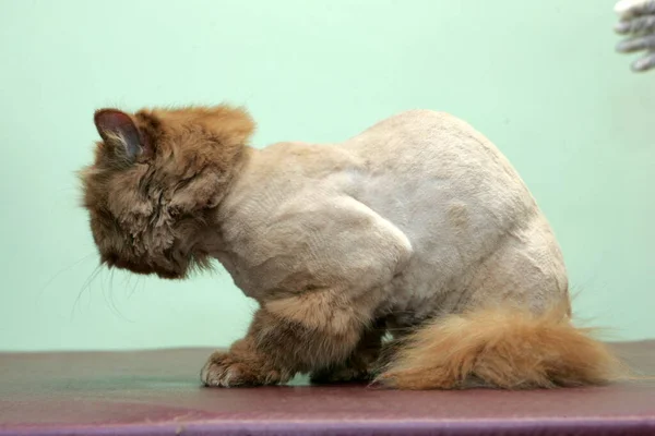 Rode Kat Geschoren Schoonheidssalon Voor Dieren Verzorgende Dieren Wassen Van — Stockfoto