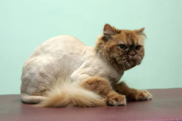 红猫在美容院里为动物们剪毛 给动物们梳妆打扮 给洗澡的猫洗澡 梳理头发 吹干头发 美容师养猫 — 图库照片