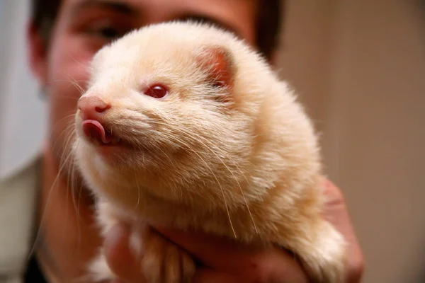 Furet Domestique Duveteux Blanc Dans Les Mains Femme Gros Plan — Photo