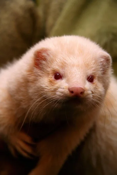 Furet Domestique Duveteux Blanc Dans Les Mains Femme Gros Plan — Photo