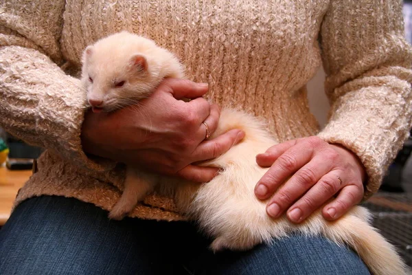 Furet Domestique Duveteux Blanc Dans Les Mains Femme Gros Plan — Photo