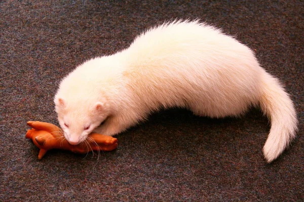 Furet Domestique Blanc Dans Salon — Photo