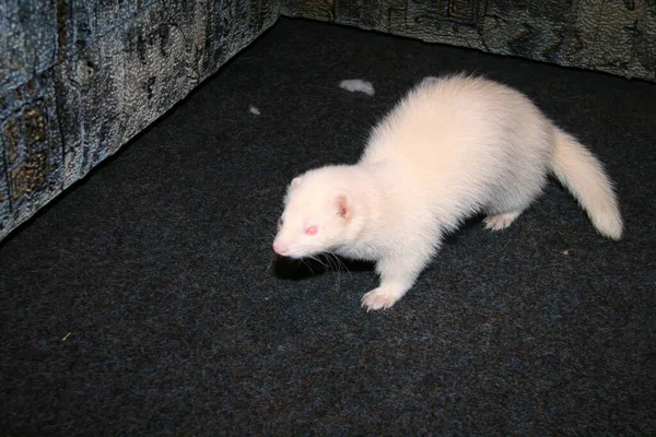 Furet Domestique Blanc Dans Salon — Photo