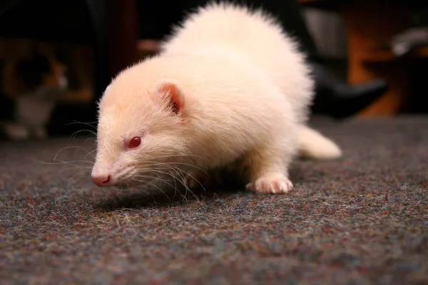 Furet Domestique Blanc Dans Salon — Photo