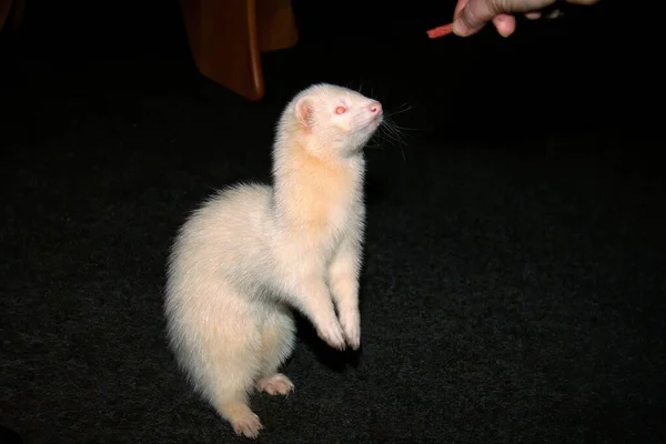 Furetto Domestico Bianco Nel Soggiorno — Foto Stock