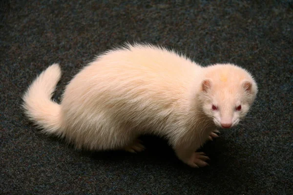 Furet Domestique Blanc Dans Salon — Photo