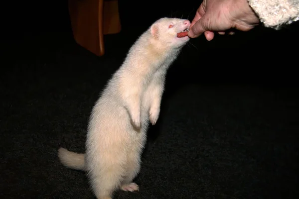 White Domestic Ferret Living Room — Stock Photo, Image