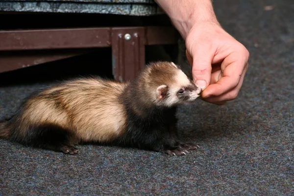 Dos Hurón Doméstico Mustela Putorius Furo Jugando — Foto de Stock