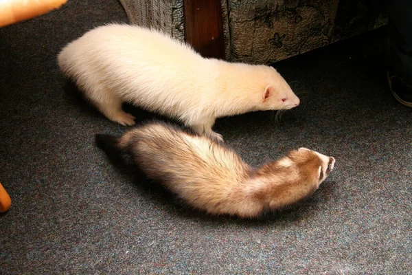 Dos Hurón Doméstico Mustela Putorius Furo Jugando —  Fotos de Stock