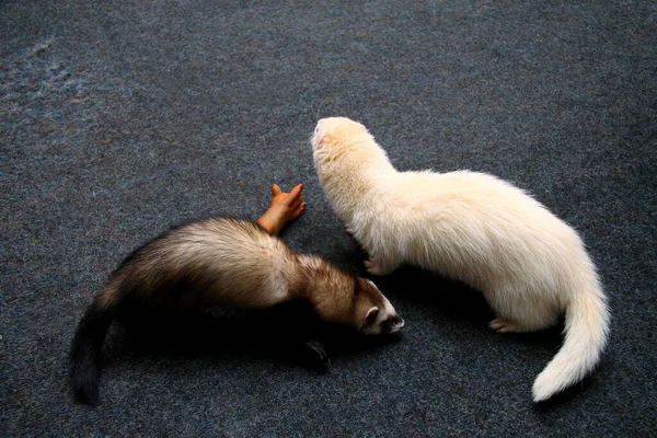 Deux Furets Domestiques Mustela Putorius Furo Jouer — Photo