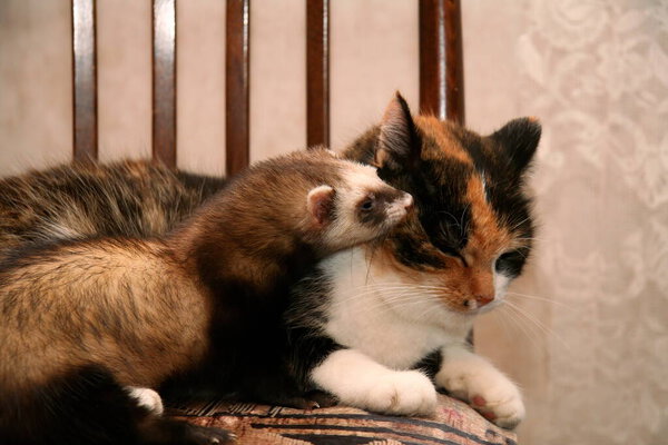 Beautiful domestic Ferret (Mustela putorius furo) and red cat