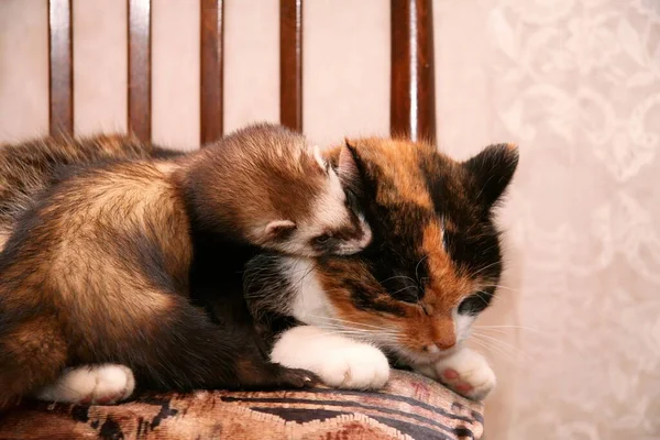 Hermoso Hurón Doméstico Mustela Putorius Furo Gato Rojo —  Fotos de Stock