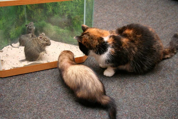 Bellissimo Furetto Domestico Mustela Putorius Furo Gatto Rosso — Foto Stock