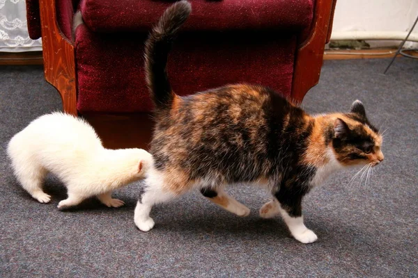 Bellissimo Furetto Domestico Mustela Putorius Furo Gatto Rosso — Foto Stock