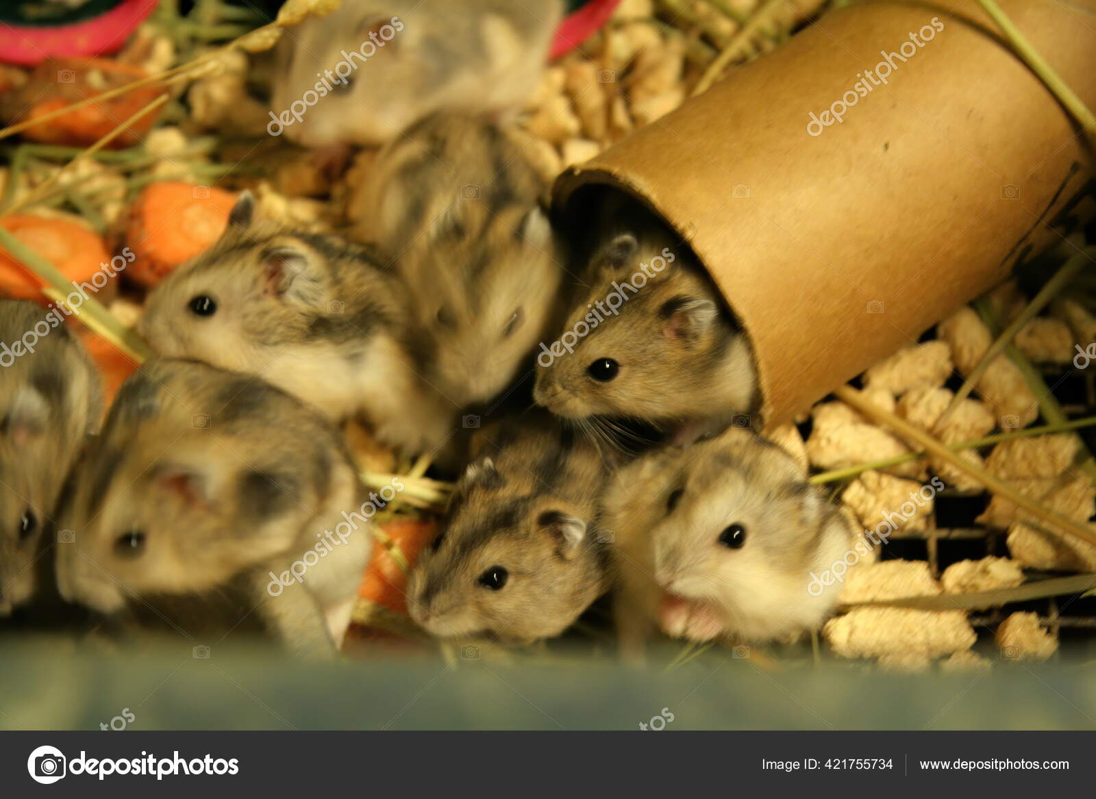 Home Rats Metal Cage Rat Kids Pet Store Lots Rat Stock Photo Image By C Aija444