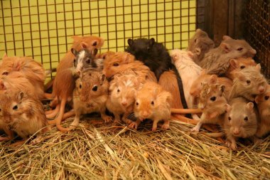 Metal kafesteki ev fareleri. Evcil hayvan dükkanındaki sıçan çocuklar. Bir sürü fare ve fare yavrusu