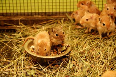 Metal kafesteki ev fareleri. Evcil hayvan dükkanındaki sıçan çocuklar. Bir sürü fare ve fare yavrusu