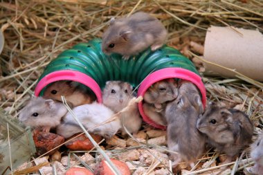 Metal kafesteki ev fareleri. Evcil hayvan dükkanındaki sıçan çocuklar. Bir sürü fare ve fare yavrusu