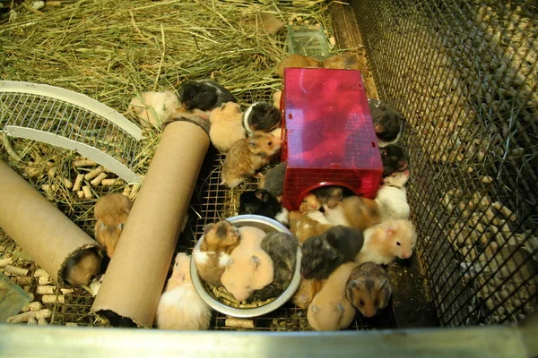 Ratos Domésticos Uma Gaiola Metal Miúdos Ratos Loja Animais Lotes — Fotografia de Stock