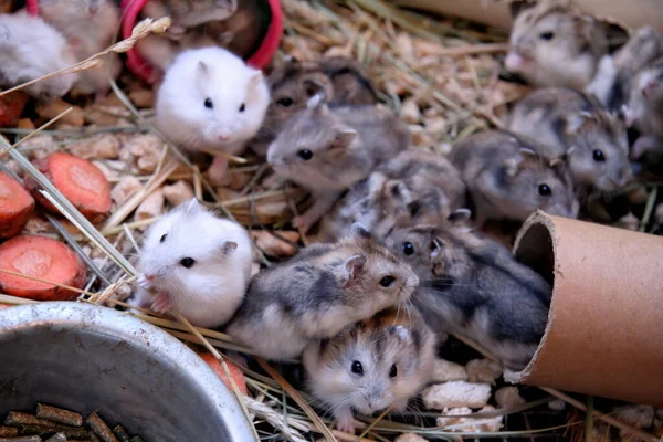 Ratas Caseras Una Jaula Metal Niños Rata Tienda Mascotas Montón — Foto de Stock