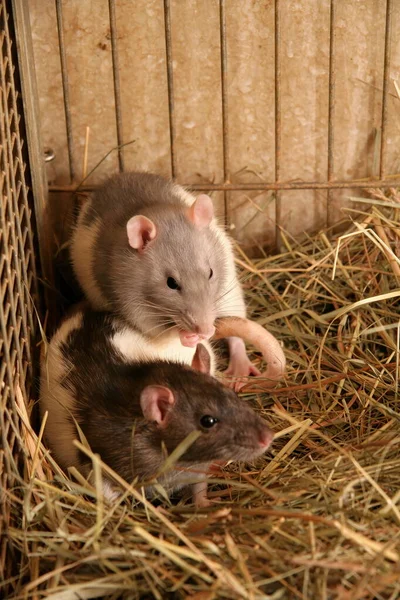 Ratos Domésticos Uma Gaiola Metal Miúdos Ratos Loja Animais Lotes — Fotografia de Stock