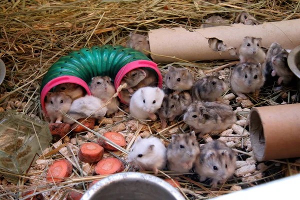 Thuis Ratten Een Metalen Kooi Rattenkinderen Dierenwinkel Veel Rat Muis — Stockfoto