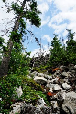                   HIGH TATRA, SLOVAKIA - 20 Temmuz 2019: Hrebienok, Stary Smokovec, Vysoke Tatry. Yüksek Tatra dağlarının zirvesine tırmanan insanlar, Slovakya             
