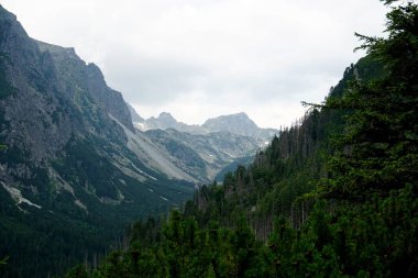           Yüksek Tatra dağları manzaraları, ormanlar, ağaçlar, kayalar ve bitkiler, yaz zamanı                    