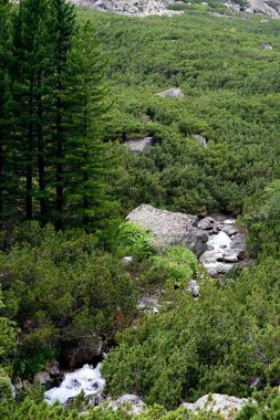           Yüksek Tatra dağları manzaraları, ormanlar, ağaçlar, kayalar ve bitkiler, yaz zamanı                    