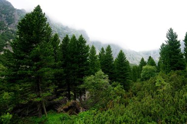           Yüksek Tatra dağları manzaraları, ormanlar, ağaçlar, kayalar ve bitkiler, yaz zamanı                    