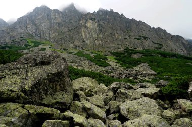           Yüksek Tatra dağları manzaraları, ormanlar, ağaçlar, kayalar ve bitkiler, yaz zamanı                    