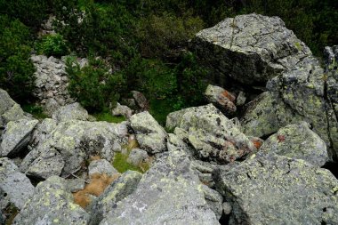           Yüksek Tatra dağları manzaraları, ormanlar, ağaçlar, kayalar ve bitkiler, yaz zamanı                    