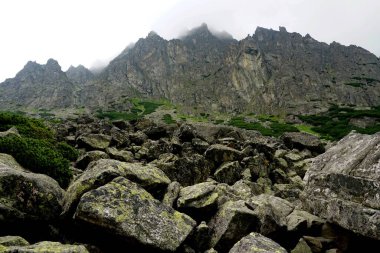           Yüksek Tatra dağları manzaraları, ormanlar, ağaçlar, kayalar ve bitkiler, yaz zamanı                    