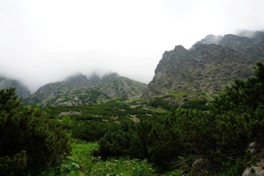           Yüksek Tatra dağları manzaraları, ormanlar, ağaçlar, kayalar ve bitkiler, yaz zamanı                    