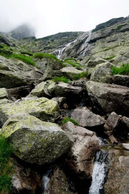  Yüksek Tatra dağları manzaraları, ormanlar, ağaçlar, kayalar ve bitkiler, yaz zamanı                              