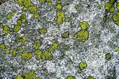          Yüksek Tatra dağları manzaraları, ormanlar, ağaçlar, kayalar ve bitkiler, yaz zamanı                      