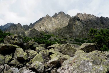          Yüksek Tatra dağları manzaraları, ormanlar, ağaçlar, kayalar ve bitkiler, yaz zamanı                      