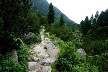          Yüksek Tatra dağları manzaraları, ormanlar, ağaçlar, kayalar ve bitkiler, yaz zamanı                      