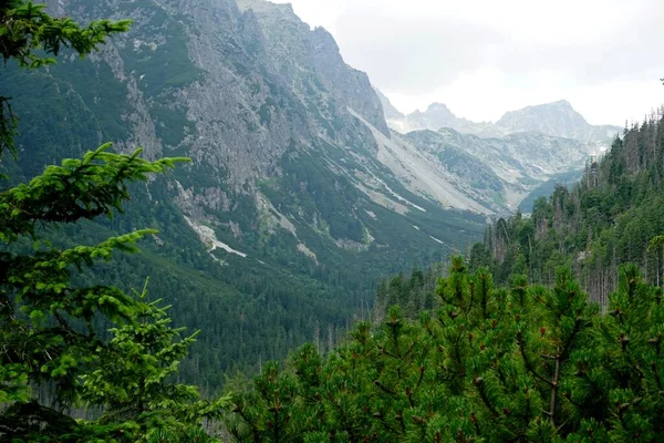 Yüksek Tatra Dağları Manzaraları Ormanlar Ağaçlar Kayalar Bitkiler Yaz Zamanı — Stok fotoğraf