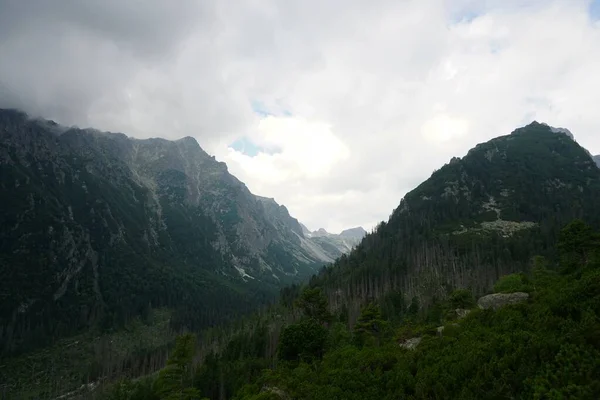 Hohe Tatra Landschaften Wälder Bäume Felsen Und Pflanzen Sommerzeit — Stockfoto