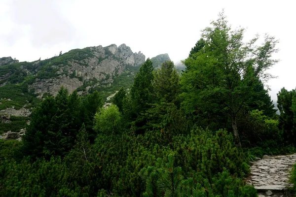 Hautes Montagnes Tatra Paysages Forêts Arbres Rochers Plantes Heure Été — Photo