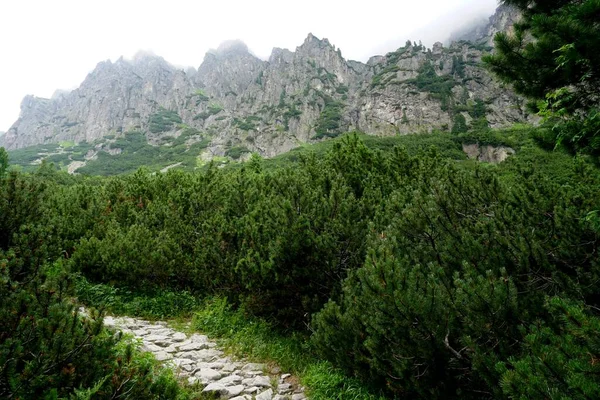 Tinggi Tatra Pegunungan Lanskap Hutan Pohon Batu Dan Tanaman Waktu — Stok Foto