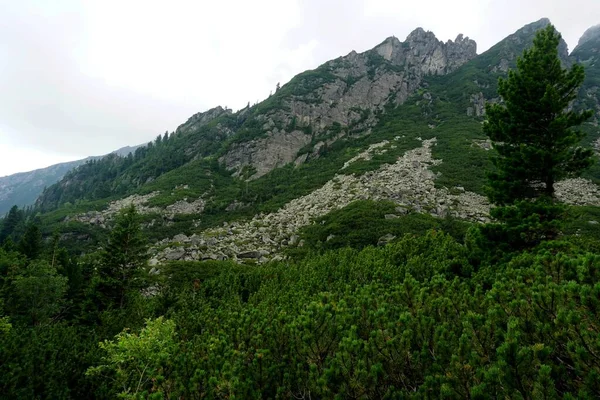 Altas Montanhas Tatra Paisagens Florestas Árvores Rochas Plantas Hora Verão — Fotografia de Stock